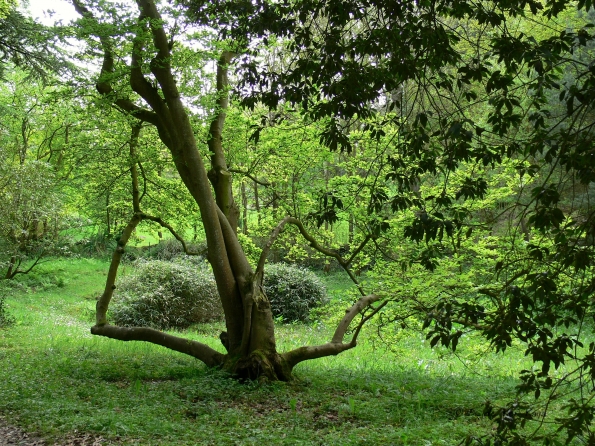 Bois des Moutiers (144) Mai 2012